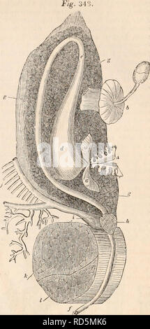 . Die cyclopaedia von Anatomie und Physiologie. Anatomie, Physiologie, Zoologie. CONCHIFliRA. Manchmal kugelig, selten länglich und schmal. Vhen der Speiseröhre besteht, öffnet es in den oberen Teil des Magens; aber wenn der Kanal nicht vorhanden ist, den Mund termi- Dinaten direkt in den Magen. Intern geprüft, der Magen präsentiert mehrere de-Druck unregelmässig über die Oberfläche verteilt, durch die die Galle in seinen Hohlraum gebracht wird; es ist auf diesem Konto, dass diese Minute Vertiefungen der Name der biliären Krypten erhalten haben. Der Darm (c, Jig. 347, e, Abb. 348) ergibt sich aus Stockfoto