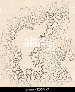 . Die cyclopaedia von Anatomie und Physiologie. Anatomie, Physiologie, Zoologie. Diagramm der Behälter des Geaster Fimbriatus. Der Kernel, a, ist durch Seine retikulären mem-brane, der durch das innere der beiden Doppel Linien gekennzeichnet ist umgeben. Die äußere doppelte Linie entspricht der widerstandsfähige Außenschicht der peridinm. Die dazwischen liegenden Raum, 6, wird durch ein empfindliches Gewebe von sphärischen Zellen besetzt. Bei c, alle diese Strukturen sind kontinuierliche, ebenso miteinander wie mit dem Myzel aus, die die gesamte ori-ginates. solide, aber als voll entwickelte, präsentiert zahlreiche unregelmäßige Hohlräume, die Ar Stockfoto