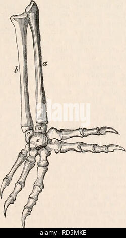 . Die cyclopaedia von Anatomie und Physiologie. Anatomie, Physiologie, Zoologie. REPTILIA. 271 Knochen, der größere Teil (c) unterstützt die Metatarsals des vierten und fünften Zehen, während die kleineren (Cl) zwischen dem vorhergehenden und dem Mittelfußknochen der zweiten und dritten Zehen liegt. Letzteres ist auch leicht mit dem astragalus, der allein die Mittelfußknochen des internen oder repräsentativ für die große Zehe unterstützt verbunden. Die vier ersten Mittelfußknochen sind schlank und fast gerade, zunehmend mehr so weit wie der vierte. Der fünfte ist kurz, breit, und gebogene Superi Stockfoto