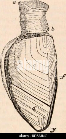 . Die cyclopaedia von Anatomie und Physiologie. Anatomie, Physiologie, Zoologie. G84 CIRRHOPODA. Meister legt sie auch unter den Crus - tacea. De Blainville ordnet sie, unter dem Namen Nematopoda, als Klasse seiner Subtyp der Mollusca - Weichtiere - articulata; die andere Klasse der Subtyp gebildet, der chitons (Polyplakiphora). Er betrachtet sie als Crustaceous Mollusca, räumt jedoch ein, dass Sie scheinen eine Transition Group vereint die Krebstiere mit den Annelida zu bilden. M. St. Ange, * jedoch lieber Klasse mit den Annelida, aufgrund der engeren Ähnlichkeit, welche die Anordnung Stockfoto