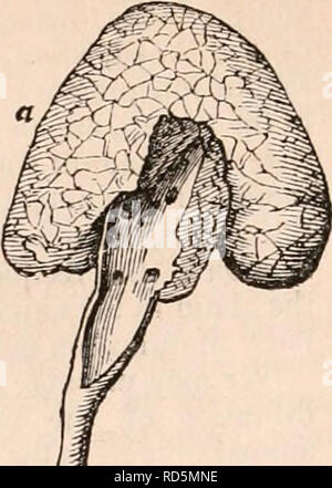 . Die cyclopaedia von Anatomie und Physiologie. Anatomie, Physiologie, Zoologie. Abb. 202.. Bitte beachten Sie, dass diese Bilder sind von der gescannten Seite Bilder, die digital für die Lesbarkeit verbessert haben mögen - Färbung und Aussehen dieser Abbildungen können nicht perfekt dem Original ähneln. extrahiert. Todd, Robert Bentley, 1809-1860. London, Sherwood, Gilbert, und Piper Stockfoto