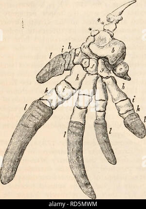 . Die cyclopaedia von Anatomie und Physiologie. Anatomie, Physiologie, Zoologie. MONOTREMATA. 379 quer, konvexe, vertikal, in der echidna; es ist kaum definierbar, wenn der Knorpel aus dem Knochen getrennt ist; aber die patella selbst ist gut entwickelt, und Verknöcherten sowohl in Mono-tremes (Jig. 173, A, P). Die Tibia ist gerade in der Echidna, aber geknickt, mit der konvexität nächste Das wadenbein, in der Ornithorhynchus; seine cristre sind wenig ausgeprägt. Thejibula ist leicht gebeugt in der Echidna, ist aber gerade in der Ornithorhynchus; in beiden kloakentiere Es ist länger, als das Schienbein durch das Ausmaß der Eine proc Stockfoto