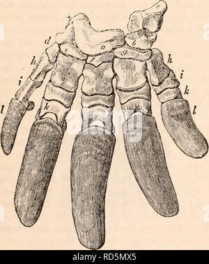 . Die cyclopaedia von Anatomie und Physiologie. Anatomie, Physiologie, Zoologie. 378 MONOTREMATA. Unterstützung der innersten Ziffer oder pollex, die trapezoides (g), den Index, die Os Magnum (f), die fast die Kleinste, die Erhaltung der medius und der unciforme (e) die beiden äußeren Ziffern: Diese Beschreibung ist von der echidna berücksichtigt: Der einzige wesentliche Unterschied obser - vable in der Ornithorhynchus ist der Beitrag von der os Magnum einen größeren Anteil an der Artikulation mit dem Ring-Finger. In der Echidna alle Knochen der Extremitäten sind relativ größer und stärker als in der Ornithorhy Stockfoto