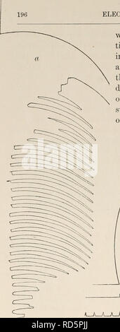 . Elektro-Physiologie. Elektrophysiologie. 196. Elektro-PHYSIOLOGIE CHAP. Die nicht ganz verschwinden, bis der Strom unterbrochen wird. Die einzelnen Impulse erscheinen als später schneller am Anfang zu folgen. Manchmal die rhythmischen Zuckungen, die in reduziert bis zu einem gewissen Grad durch die Entlastung der anhaltende Schließung Kontraktion, plötzlich in der Höhe im Laufe einer Reihe von Kurven zu erhöhen, so dass die Linie. Bitte beachten Sie, dass diese Bilder aus gescannten Seite Bilder, die digital für die Lesbarkeit verbessert haben mögen - Färbung und Aussehen dieser Abbildungen extrahiert werden Stockfoto