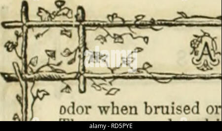 . Curtis, Cobb & Amp; Washburn's Amateur kultivator Leitfaden für die Blumen- und Gemüsegarten für 1878. Baumschulen Massachusetts Kataloge; Blumen Samen Kataloge; Küche Garten Kataloge. Grubber MATEUH^^ UIDE. ^ 6 Geruch wenn gequetscht oder grob liandled. Die jungen Hülsen sind tlie Teile der Pflanzen verwendet. Diese sind in großer Fülle produziert und gesammelt fie, wenn etwa die Hälfte gewachsen, oder während sie zart und saftig. Nach dem Aushärten des liesh, sind sie wertlos. V sind für Pickles verwendet, und die von inany sind besser als die Gurke consitlered oder anv Andere pflanzliche emploj'ed Stockfoto