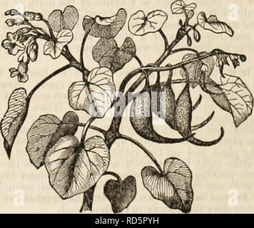 . Curtis, Cobb & Amp; Washburn's Amateur kultivator Leitfaden für die Blumen- und Gemüsegarten für 1878. Baumschulen Massachusetts Kataloge; Blumen Samen Kataloge; Küche Garten Kataloge. '''Rf^ Salat (Lactuca Sativa). Deutsch, Z, aii! c/i auf. - Französisch, Xai^ Wir. - Spanisch, Lechuga. Ich'tie Kopfsalat wird in der Regel in zwei Klassen divkled: Nämlich, Kohl Kopfsalat und CDs lassen - tuces. Die Cabbaee haben runde Köpfe und breite Risikostreuung verlässt; die Cos-Sorten haben lange Köpfe, und aufrecht, längliche Blätter. Kultur.- eine sehr reiche soii ist notwendig, feinen Kopf Salat zu produzieren. Seine frische und zarte Qualität dep Stockfoto
