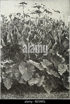 . Currie's Garten jährliche: 62 im Frühjahr 1937. Blumen Samen Kataloge, Leuchtmittel (Pflanzen) Samen Samen Kataloge Kataloge; Gemüse; Baumschulen (Gartenbau) Kataloge; Pflanzen, Zierpflanzen Kataloge; Gartengeräte und Zubehör Kataloge. CANNAS KÖNIG MIDASâClear Gelb, Grün foli-Alter. Die schönsten und größten Gelb callia in der Existenz. Stadt PORTLANDâA leuchtendem Pink; Blumen b-yrn bis zum Abwinken; Höhe, 31/2 Fuß; Laub, Grün. ^i^--^ König Humbert - Scarlet Blumen,^?^^ 4 bronzefarbenen Blätter, größte Liebling heute. Â^^ 5 Füße. Gelbe KÖNIG HUMBERTâFoliage ein sehr dunkles Grün. Blumen ein d Stockfoto