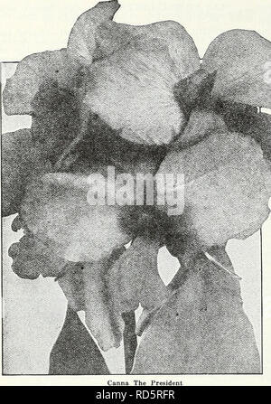 . Currie's Garten jährliche: 62 im Frühjahr 1937. Blumen Samen Kataloge, Leuchtmittel (Pflanzen) Samen Samen Kataloge Kataloge; Gemüse; Baumschulen (Gartenbau) Kataloge; Pflanzen, Zierpflanzen Kataloge; Gartengeräte und Zubehör Kataloge. Seite 96 CURRIE BRÜDER CO., Milwaukee, Wis. CANNAS KÖNIG MIDASâClear Gelb, Grün foli-Alter. Die schönsten und größten Gelb callia in der Existenz. Stadt PORTLANDâA leuchtendem Pink; Blumen b-yrn bis zum Abwinken; Höhe, 31/2 Fuß; Laub, Grün. ^i^--^ König Humbert - Scarlet Blumen,^?^^ 4 bronzefarbenen Blätter, größte Liebling heute. Â^^ 5 Füße. Gelbe KÖNIG H Stockfoto