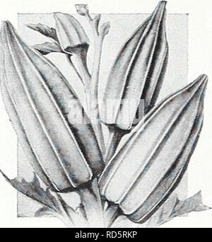 . Currie's Garten jährliche: 1939. Blumen Samen Kataloge, Leuchtmittel (Pflanzen) Samen Samen Kataloge Kataloge; Gemüse; Baumschulen (Gartenbau) Kataloge; Pflanzen, Zierpflanzen Kataloge; Gartengeräte und Zubehör Kataloge. Senf Säen im flachen Bohrer 6. Abgesehen, oder in Kisten im Winter. Ich oz. zu 100 Fuß bohren. WHITE LONDON - für Salate. Ich oz., lOc; 1/4 lb, 20c; 1 lb., 55c; Pkt., 5c. Senf Spinat (Eine völlig neue Gemüse vor Kurzem eingeführt) - Köstliches Aroma. Die Kombination von quali-Riegel Spinat und Senf. Bereit für den Einsatz in 3 bis S'/z-Wochen vom Einpflanzen. Oz, 15c; lb, 25c; Ich lb, 60c Stockfoto