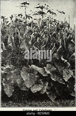 . Currie's Garten jährliche: Frühjahr 1936 61 Jahr. Blumen Samen Kataloge, Leuchtmittel (Pflanzen) Samen Samen Kataloge Kataloge; Gemüse; Baumschulen (Gartenbau) Kataloge; Pflanzen, Zierpflanzen Kataloge; Gartengeräte und Zubehör Kataloge. CANXAS KUPFER RIESE - Immense Traversen einer reichen kupferfarben rot, attraktiv durchdrungen mit Rose. 4 Füße. Jeweils 25 c STADT PORTLAND - ein leuchtendes Rosa; Blüten in großer Fülle geboren; Höhe, 3% Fuß; Laub, Grün. König Humbert - Scharlach Blumen, bronzefarbenen Blätter, größte Liebling heute. 5 Füße. Gelbe König Humbert - Laub ein sehr dunkles Grün. Blumen tiefen, satten Yello Stockfoto