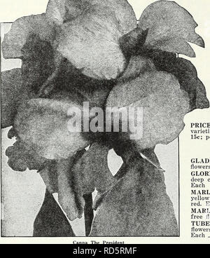 . Currie's Garten jährliche: Frühjahr 1936 61 Jahr. Blumen Samen Kataloge, Leuchtmittel (Pflanzen) Samen Samen Kataloge Kataloge; Gemüse; Baumschulen (Gartenbau) Kataloge; Pflanzen, Zierpflanzen Kataloge; Gartengeräte und Zubehör Kataloge. Seite 102 CURRIE BRÜDER CO., Milwaukee, Wis. CANXAS KUPFER RIESE - Immense Traversen einer reichen kupferfarben rot, attraktiv durchdrungen mit Rose. 4 Füße. Jeweils 25 c STADT PORTLAND - ein leuchtendes Rosa; Blüten in großer Fülle geboren; Höhe, 3% Fuß; Laub, Grün. König Humbert - Scharlach Blumen, bronzefarbenen Blätter, größte Liebling heute. 5 Füße. Gelbe König Humbert - Foliag Stockfoto