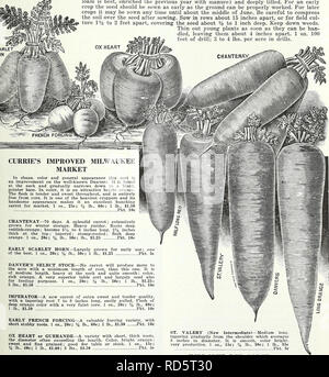 . Currie's Garten jährliche: Frühjahr 1936 61 Jahr. Blumen Samen Kataloge, Leuchtmittel (Pflanzen) Samen Samen Kataloge Kataloge; Gemüse; Baumschulen (Gartenbau) Kataloge; Pflanzen, Zierpflanzen Kataloge; Gartengeräte und Zubehör Kataloge. CURRIE BRÜDER CO., Milwaukee, Wis. Seite 69 Curriers Karotten KULTUR - Für den erfolgreichen Anbau von dieser Wurzel die Erde sollte leicht sein (sandiger Lehm am besten ist, bereichert das Vorjahr mit Dünger) und tief gepflügt. Für eine frühe Ernte der Samen sollte so früh wie der Boden kann ordentlich gearbeitet werden gesät werden. Für spätere Ernten kann es jederzeit ausgesät werden bis über t Stockfoto