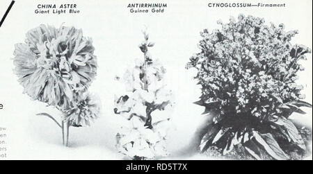 . Currie's Garten jährliche: 1939. Blumen Samen Kataloge, Leuchtmittel (Pflanzen) Samen Samen Kataloge Kataloge; Gemüse; Baumschulen (Gartenbau) Kataloge; Pflanzen, Zierpflanzen Kataloge; Gartengeräte und Zubehör Kataloge. fUe^' Der 1939 Auswahl von der offiziellen - Amerika Ausschuss Malve, indische Feder (A) - Neu Typ dieses stattlichen alten fovorite Garden Flower thot ist attrocting viel Aufmerksamkeit. Semi-Doppelzimmer und Doppelzimmer gefranste Blüten in Schattierungen von rosa, Blüte 4 bis 5 Fuß Pflanzen innerhalb von 5 Monaten nach dem Pflanzen Samen. 1939 - Amerika Auswahl Silbermedaille Av.-Ord. Pa-Kot, 25c. PHLOX DRUM Stockfoto