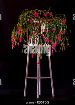 Schlumbergera Weihnachtskaktus oder als Zimmerpflanze auf ein Podest mit einem schwarzen Hintergrund gewachsen. Blüte im Januar. Stockfoto