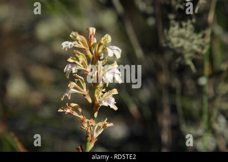 Zierliche weiße Iris (Tritoniopsis Gladiolus) Blühende oben auf den Tafelberg im Januar (Kapstadt, Südafrika) Stockfoto