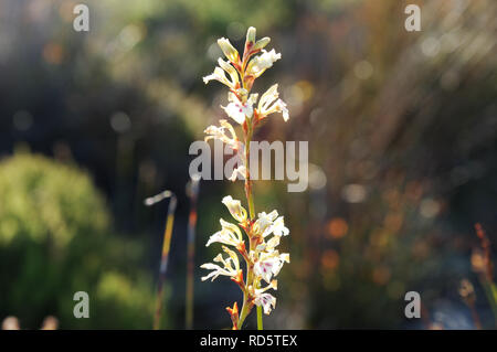 Zierliche weiße Iris (Tritoniopsis Gladiolus) Blühende oben auf den Tafelberg im Januar (Kapstadt, Südafrika) Stockfoto