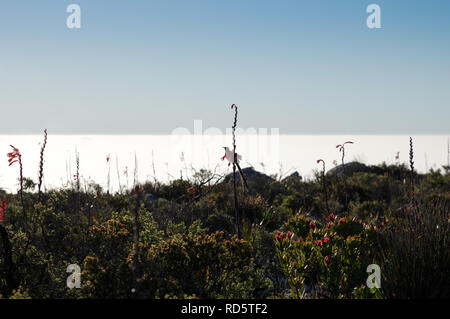 Cape Sugarbird thront auf einem blühenden Watsonia oben auf den Tafelberg in Kapstadt, Südafrika Stockfoto