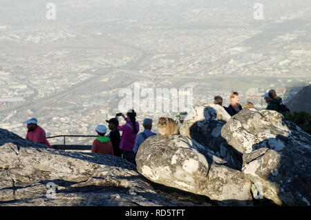 Hyrax thront auf einem Felsen, umgeben von Touristen bewundern die Aussicht von oben auf dem Tafelberg in Südafrika Stockfoto