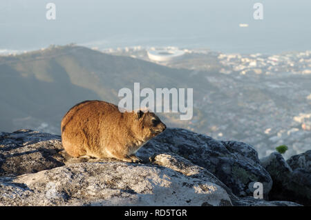 Klippschliefer auf den Tafelberg, Kapstadt Stadion und Wasser im Hintergrund (Kapstadt, Südafrika) Stockfoto