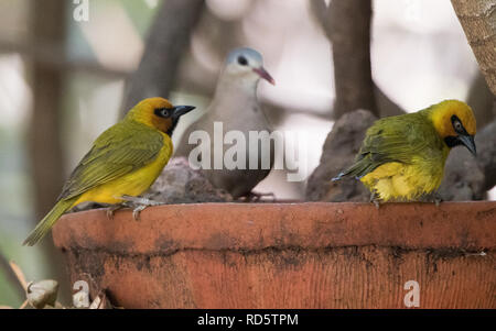 Schwarzhals-Weber (Ploceus Nigricollis) Stockfoto