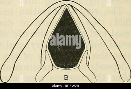 . Cunninghams Lehrbuch der Anatomie. Anatomie. Abb. 852.-Diagramm op Rima Glottidis. Während normaler einfach auf zu atmen. B. weit geöffnet. Bitte beachten Sie, dass diese Bilder sind von der gescannten Seite Bilder, die digital für die Lesbarkeit verbessert haben mögen - Färbung und Aussehen dieser Abbildungen können nicht perfekt dem Original ähneln. extrahiert. Cunningham, D.J.(Daniel John), 1850-1909; Robinson, Arthur, b. 1862, Hrsg. New York, W. Holz Stockfoto