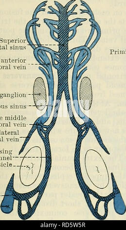 . Cunninghams Lehrbuch der Anatomie. Anatomie. Entwicklung der Venen. 1039 und jeder erhält Nebenflüsse von den entsprechenden Hemisphäre und von der Optic Vesikel von der gleichen Seite. Nach kurzer Zeit eine anastomosing Bereich Kanal angezeigt wird, verbindet die intra-kranialen Teil jedes anterior Cardinal Vene mit der extra-kranialen Teil. Dieser Kanal wird als die Vena capitis Superior sagittal sinus Primitive anterior cerebral vein Taschenklappen ganglion Höhlenartigen sinus Primitive mittlere zerebrale Vene bleibt der seitlichen zerebrale Vene anastomosing Bereich Kanal Otic Vesikel Primitive posterior cerebral vein EIN Stockfoto