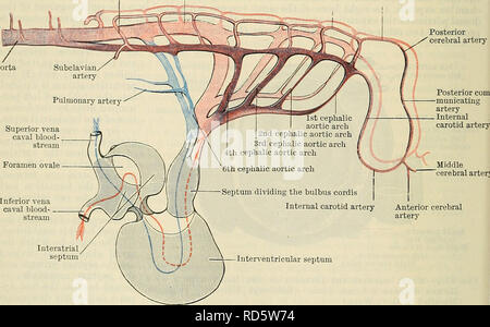 . Cunninghams Lehrbuch der Anatomie. Anatomie. Wand des rechten Vorhof Septum primum Fixierung mit minderwertigen atrio-ventrikulären Kissen Septum primum Rechts-links Venenklappen Venenklappen minderwertig atrio-ventrikulären Kissen Bight posterioren Kardinal Venen rechten Leitung von Cuvier Öffnung in der rechten Horn von Sinus venosus 7 Arterie Transfers zwischen den dorsalen Aorta A. vertebralis Arteria basilaris hinteren Gehirnarterie geöffnet. Mittlere Zerebralarterie vordere Gehirnarterie Schwein. 832.- Entwicklung des Herzens und der Arterien. Diagramm des Herzens, die die Bildung der Septen, und der schädeldiagnostik Stockfoto