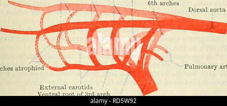 . Cunninghams Lehrbuch der Anatomie. Anatomie. 1 cephalen Aortenbogen 2 cephalen Aortenbogen 3 cephalen Aortenbogen 4 cephalen Aortenbogen tith cephalen Aortenbogen Bulbus cordis Ventrikel Atrium Sinus venosus Abb. 821.-Schema der Stufe der Fünf Aortenbögen. Der kardinal Adern und Leitungen von Cuvier sind nicht dargestellt. des Pharynx, in der primitiven Dorsalis?. Alle sechs Bögen sind nicht gleichzeitig vorhanden, denn, wie der Mehr kaudal gelegenen Bögen werden gebildet, die mehr cephalwards Verschwinden (Abbn. 821, 822,. Fünf Paare von Bögen, die ersten vier und die sechste, sind in Stockfoto