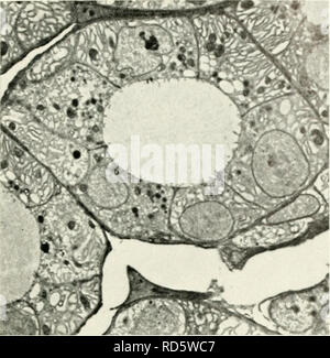 . Elektronenmikroskopie; Verfahren der Konferenz von Stockholm, September, 1956. Elektronenmikroskopie. Chick Embryo Schilddrüse 175. Abb. 3. Tli&gt; Roi (. ich von Just geschlüpften Küken. Der Kanalikulären Strukturen sind gut entwickelt. In der apikalen Teil einige Zellen, osmiophilic Granulat und Vakuolen, von canaliculi entwickelt, verstreut sind. Hinweis eine sinusförmige Kapillare mit Endothelzellen. Vergrößerung - follikel ditVcrcnliatc und Kolloid entwickelt (17, 21). Zusammenhänge gibt es zwischen diesen beiden Gruppen von Phänomenen (18). In der Tat, bisherige Arbeiten auf die Schilddrüse von erwachsener Säugetiere hac gezeigt, dass Th Stockfoto