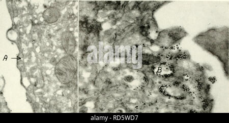 . Elektronenmikroskopie; Verfahren der Konferenz von Stockholm, September, 1956. Elektronenmikroskopie. B** •*?. Bitte beachten Sie, dass diese Bilder sind von der gescannten Seite Bilder, die digital für die Lesbarkeit verbessert haben mögen - Färbung und Aussehen dieser Abbildungen können nicht perfekt dem Original ähneln. extrahiert. Europäische Regionalkonferenz auf Elektronenmikroskopie (1.: 1956: Stockholm); Sjöstrand, Fritiof S. (fritiof Stig), 1912 -; Rhodin, Johannes A. G. New York: Academic Press Stockfoto