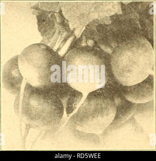 . Currie's Farm und Garten jährliche: Frühjahr 1926. Blumen Samen Kataloge, Leuchtmittel (Pflanzen) Samen Samen Kataloge Kataloge; Gemüse; Baumschulen (Gartenbau) Kataloge; Pflanzen, Zierpflanzen Kataloge; Gartengeräte und Zubehör Kataloge. Der cnrrie Sparkler. Eiszapfen. Eiszapfen - Eine frühe Lange, rein weißen Rettich von ausgezeichneter Qualität, behalten ihre Schärfe sehr spät in der Saison. Pkt. 10 C. oz. 15 c; % lb. 3Bc: 1 lb. $ 1.10. Â V1 TEII Rettich. Leistungsbeschreibung zum 1. August in einer warmen sandigen Lehm, die Samen einen Zentimeter tief. Dünne, drei Zoll auseinander In der Zeile und halten gut kultiviert. Runde DIack Span Stockfoto