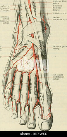 . Cunninghams Lehrbuch der Anatomie. Anatomie. Die ANTEKIOK AETEEY SCHIENBEINKOPF. 957 (7) der seitlichen vorderen malleolar Zweig, konstanter und größer als die medial, lateral, posterior nach der extensor digitorum Longus und peronseus Tertius, in Richtung der lateralen malleolus. Es anastomosen mit dem perforieren Zweig der peronseal Arterie und mit der fußwurzel Arterie, und versorgt den Knöchel - gemeinsame und der angrenzenden Gelenke. Direktbestellung Arterie. - Die dorsale Arterie des Fußes ist die direkte Fortsetzung der anterior tibial; es beginnt gegenüber der Vorderseite der Knöchel - gemeinsame und verlängern Stockfoto