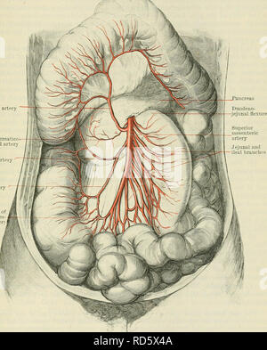 . Cunninghams Lehrbuch der Anatomie. Anatomie. VISCEEAL BEANCHES DER Abdominal- AOETA. 931 2. Arteria mesenterica superior. - Die A. mesenterica superior (Abbn. 772 und 773) Federn von der Vorderseite der Aorta, etwa 12 mm. (Eine halbe Zoll) unterhalb der Ursprung der ccBliac Arterie und gegenüber der ersten Lendenwirbel. Sie verläuft schräg nach unten und nach vorn, anterior Kreuzung nach links renal Vein, die uncinate Prozess der Kopf der Bauchspeicheldrüse, und der dritte Teil des Duodenums; gegenüber der letzteren ist die Wurzel des Mesenteriums, in der Mitte eine Kolik Arterie minderwertig pankreatischen betritt Stockfoto