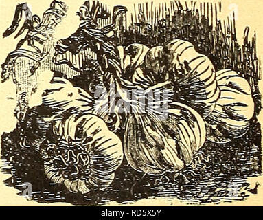 . Currie's Farm und Garten jährliche: Frühling 1925 50. Jahr. Blumen Samen Kataloge, Leuchtmittel (Pflanzen) Samen Samen Kataloge Kataloge; Gemüse; Baumschulen (Gartenbau) Kataloge; Pflanzen, Zierpflanzen Kataloge; Gartengeräte und Zubehör Kataloge. Löwenzahn. Eine healthful Frühjahr Salat. Sauen, die in Übungen im April; Thin Out bis 6 Zoll auseinander; cul-tivate alle Sommer; im nächsten Frühjahr wird es sein, zu verwenden. Broad Leaved-Pkt. lOe; % oz. 55 C. "Knoblauch. Die Sätze sollten Pflanzen werden in gut angereicherte Boden ed zeitig im Frühjahr, die Zeilen 1 Fuß auseinander, und ungefähr 3 Zoll zwischen den Werken in der Zeile. Ernte wie Stockfoto