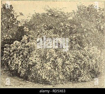 . Currie's Farm&amp; Garten jährliche: Frühling 1922 47. Jahr. Blumen Samen Kataloge, Leuchtmittel (Pflanzen) Samen Samen Kataloge Kataloge; Gemüse; Baumschulen (Gartenbau) Kataloge; Pflanzen, Zierpflanzen Kataloge; Gartengeräte und Zubehör Kataloge. Syringa oder Ulac. Persica (persischer Flieder) eine sehr beliebte Pflanze, Blumen lila. Jede 85 c; pro Doz. $ 8.50. Rothomagensis â â¢ namens Red Pro-sian aus der Gewohnheit und der CO lor der Blumen, aber in Wirklichkeit eine Chi-nisch Hybrid. Sehr free flow-Ering und Desir - fähig. Jede 85 c; pro Doz. $ 8.50. Vulgaris (C o m-mon-lila) - Größere Laub als die Stockfoto