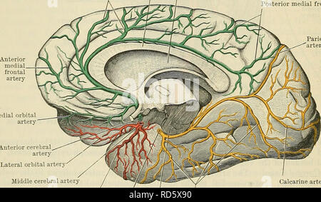 . Cunninghams Lehrbuch der Anatomie. Anatomie. 902 Die VASCULAE SYSTEM. Sinus, im Zusammenhang mit der Okulomotorischen, trochlea, die ophthalmologische Abteilung der Nervus abducens, und die Nerven seitlich und mit den Endothelzellen Wand des Sinus medial. Bei Erreichen der unteren Wurzel des kleinen Flügel der Sphenoid Es stellt sich nach oben auf der medialen Seite des vorderen clinoid Prozess, durchdringt die innere Schicht der Dura mater, und kommt in enger Verbindung mit dem unteren Oberfläche der Sehnerv sofort posterior mit der optischen Foramen. Dreht er dann abrupt nach hinten unter die Optik ne Stockfoto