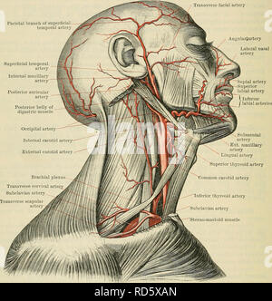 . Cunninghams Lehrbuch der Anatomie. Anatomie. 890 Die VASCULAE SYSTEM. Seitliche. Die Vena jugularis interna belegt den seitlichen Teil der A. carotis Mantel, und liegt nicht nur an der lateralen Seite der Arterie, aber auch Überschneidungen, vor allem in den unteren Teil von seinem Umfang. Branchen. In der Regel nicht verzweigt entweder aus der gemeinsamen Karotisarterien gegeben sind, mit Ausnahme der Zweigstellen und einige Minuten Zweige von jeweils auf die ent- sprechende Halsschlagader Ummantelung und A. carotis Drüse. Der rechten A. carotis communis, wie bereits erwähnt, unterscheidet sich hinsichtlich der Herkunft der frontalen Zweig der oberflächlichen zeitliche Ein Stockfoto