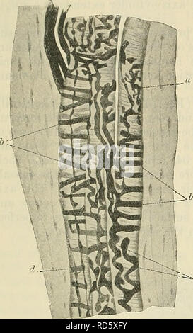 . Cunninghams Lehrbuch der Anatomie. Anatomie. 866 Endungen von GENEEAL NEEVES der Empfindungen. 1878. Sie bestehen aus langen Spindelförmige Körper, und sind in der Regel in der Nähe der Knotenpunkte der Sehnen mit Ihren Muskeln gefunden. Jeder ist in einer Kapsel, welche umfasst eine Reihe von intrafusal Sehne fasciculi umgeben. Die Nerv-Fasern durchbohren die Seite der Kapsel und dann ihre Medulläre Hüllen verlieren; die Achse Zylinder unterteilen und Ihren terminal Zweige ramify zwischen, oder teilweise umschließen, die kleineren Sehne bündelt und am Ende der Platte Erweiterungen. (8) Die neuromuskuläre Spindeln (Abb. 746). - Diese sind wid Stockfoto