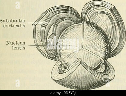 . Cunninghams Lehrbuch der Anatomie. Anatomie. Abb. 693.- Die spatia Zonularia dis gepflegt und von der Vorderseite (erweiterten) gesehen.. Kern lentis. Bitte beachten Sie, dass diese Bilder sind von der gescannten Seite Bilder, die digital für die Lesbarkeit verbessert haben mögen - Färbung und Aussehen dieser Abbildungen können nicht perfekt dem Original ähneln. extrahiert. Cunningham, D.J.(Daniel John), 1850-1909; Robinson, Arthur, b. 1862, Hrsg. New York, W. Holz Stockfoto