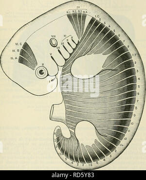 . Cunninghams Lehrbuch der Anatomie. Anatomie. Die MOEPHOLOGY DES CEEEBEAL NEEVES. 797 und Arch. Die mehrsprachigen Äste gelten als den Hauptstamm (post-trematic), der Pharyngealen Niederlassungen als untergeordnete Zweige; die Membrana Zweig der - prse - Branchial oder prae-trematic Niederlassung für den vorderen Rand der Dritten gill-Spalte. Der Vagusnerv ist in der Regel als Vertreter der Verschmelzung aller branchial Nerven hinter dem glossopharyngeal betrachtet. Die efferente Fasern sind in Reihe mit denen Der glossopharyngeal über und das Zubehör Nerv unten und gehören zu den seitlichen Reihe von Stockfoto