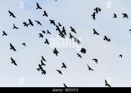 Herrliche Herde Saatkrähen durch den Himmel fliegen Stockfoto