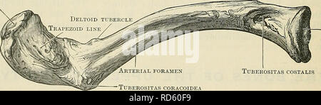 . Cunninghams Lehrbuch der Anatomie. Anatomie. Abb. 185. - Die Obere Fläche des rechten Schlüsselbeins mit Muskel Anhänge. Acromial Gelenkknorpel Oberfläche. Der Sternalen Gelenkknorpel Oberfläche arteriellen Foramen • Tuberositas coracoidea Tuberositas costalis Abb. 186.- Der rechten Schlüsselbein von unten. Wo es lippig überlegen ist eine Anlage für die schlüsselbeinanteil Fasern des Sterno-mastoid Muskel zur Verfügung zu stellen gesehen, dahinter und darunter die sterno-hyoid und Sterno-thyreoid Muskeln sind bis auf die Knochen. Seitlich, die posteriore Grenze wird gerundet, und konfluent auf den hinteren Rand des acromial Stockfoto