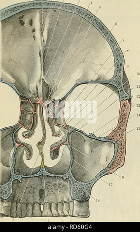 . Cunninghams Lehrbuch der Anatomie. Anatomie. 188 OSTEOLOGIE. Hinter dem jochbeinbogen Prozess des frontalen Knochen über; inferiorly verläuft sie durch die alveolarfortsatzes des Oberkiefers im Intervall zwischen der Ersten und Zweiten Molaren Zähne. Die Kranialen, Orbital, Nasal- und Kieferheilkunde Hohlräume sind alle ex-aufgeworfen werden, zusammen mit den im Dach der öffnung. Die vordere Schädelgrube ist tiefste in der Mitte, wo der Boden durch die cribriform Platte des ethmoid gebildet wird; dies entspricht der Ebene der zygo-matico-frontalen Naht seitlich. Auf beiden Seiten der Boden der Fossa nach oben wölbt, Stockfoto