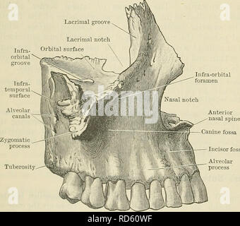 . Cunninghams Lehrbuch der Anatomie. Anatomie. 146 OSTEOLOGIE. Für die Entwicklung der Knochen zu ändern. Sie umfassen in der Regel die gesamte Dicke der kranialen Wand, oder Sie können nur die äußeren oder inneren Tabellen der Schädelknochen. Sie sind am häufigsten in der Region der Lambda und die lambdoid Naht. Sie treten häufig über das pterion, und in dieser Situation sind aufgerufen epipteric Knochen (Blume). Durch die Fusion mit der einen oder anderen der angrenzenden Knochen Sie hier, um das Auftreten eines fronto-squamosal Naht führen. Ihre Präsenz hat auch entlang der Linie der sagittalen Sut festgestellt, Stockfoto