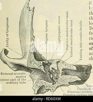 . Cunninghams Lehrbuch der Anatomie. Anatomie. Die TEMPOEAL KNOCHEN. 131 innerhalb der Knochen genannt das Tympanon und bilden die tegmen Tympani. Seitlich der Linie der Fusion der petrous mit der squamous Teil ist oft durch eine schwache und unregelmäßige petro - squamous Spalte angezeigt. Posterioren Oberfläche. - Das auffälligste Objekt auf der hinteren Oberfläche der petrous Teil des Knochens ist der Meatus acusticus Zwischenzeiten (interne Akustische MEATUS), ca. 8 mm tief in den Erwachsenen. Dies hat eine schräge ovale Blende, und führt nach außen und leicht nach unten in die Substanz der Knochen, Passage, die Stockfoto