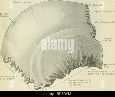 . Cunninghams Lehrbuch der Anatomie. Anatomie. Die PAEIETAL KNOCHEN. 119 Die zerebrale Oberfläche ist konkav von Seite zu Seite und von oben nach unten. Es ist über die Oberfläche der Teile des frontalen, Parietalen, Okzipitalen und zeitlichen Vorsprung des Großhirns geformt, und zeigt Impressionen entsprechend der Anordnung der gyri dieser Teile des Gehirns. Es stellt auch eine Reihe von gut gekennzeichneten Nuten für die Einreichung der venösen Nebenhöhlen, die die Zweige der mittleren Hirnhaut Arterie begleiten (F. Wood Jones); diese Strahlen aus dem sphenoidal Winkel der Knochen, der besten markierten r Stockfoto