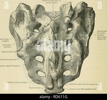 . Cunninghams Lehrbuch der Anatomie. Anatomie. 08 OSTEOLOGIE. laterales), und welche seriell homologe mit dem wahren Querfortsätze der Lenden Wirbel. Die hintere Fläche des Knochens liefert eine umfangreiche Oberfläche für die Herkunft des Kreuz-darmbein-spinalis, während der Rand der Knochen lateral der Dritten und Vierten foramen Anlage gibt den Glutaeus-training Maximus. Die Basis der Knochen Funktionen angezeigt, mehr im Einklang mit der typischen Wirbel. Zentral und vor, der Körper platziert wird, wird die Oberfläche von denen artikuliert mit dem letzten Lendenwirbel durch das Medium Stockfoto