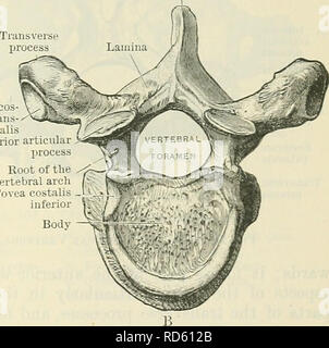 . Cunninghams Lehrbuch der Anatomie. Anatomie. Dornfortsätze Prozess angefügt, während andere sich Gelenk- und verbindet die verschiedenen Wirbel zusammen mit einer Reihe von beweglichen Gelenken unterstützen. Die Wurzeln der vertebralen Bögen (O.T.) pedicles sind die Bars von Knochen, die vom Dorsum des Körpers der Wirbel auf der einen Seite auf den Punkten, an denen sich die gelenkknorpel pro-zessen werden auf die Arch united passieren. Diese Wurzeln sind seitlich zusammengedrückt, und haben superior und inferior Grenzen abgerundet. Da die vertikale Bandbreite der Wurzeln ist nicht so groß, wie die Stärke des Körpers, zu denen Sie sind Atta Stockfoto