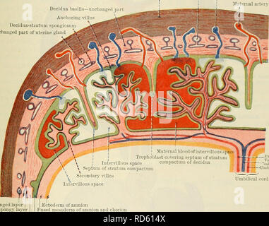 . Cunninghams Lehrbuch der Anatomie. Anatomie. Die PLAZENTA. 61 der Gebärmutter, bis er gezwungen ist, gegen die Wand der Gebärmutter, wo es die Sicherungen mit der dezidua Vera, und damit die öffnung der Gebärmutter ist ausgelöscht. Diese Fusion erfolgt zum Ende des zweiten Monats, und sobald Sie den discoid Masse der plazentaren Gewebes ist kontinuierlich an seinem Rand mit den abgesicherten Amnion und Chorion aufgetreten und dezidua Vera (Abb. 78). Nach dem zweiten Monat der fcetus liegt in der amnion Hohlraum, die von der fusionierten Chorion und Gebärmutterwand begrenzt wird, außer am unteren Ende der Th Stockfoto