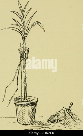 . Die Kultur der Topf - Pflanzen im Zimmer, Gewächshäuser, &Amp; Frames. Pflanzen, Topfpflanzen; Container gardening. ii 6 DIE KULTUR DER POT-Anlagen. Abb. 50.- Renovierung einer Dracsna (Cordyline).. Bitte beachten Sie, dass diese Bilder sind von der gescannten Seite Bilder, die digital für die Lesbarkeit verbessert haben mögen - Färbung und Aussehen dieser Abbildungen können nicht perfekt dem Original ähneln. extrahiert. Davidson, Hugh Coleman, b. 1852. London, C. Lockwood Stockfoto